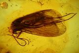 Detailed Fossil Caddisfly and Three Flies in Baltic Amber #142214-1